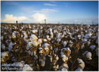 Cotton at Fisher Delta by Kyle Spradley on CC Flikr